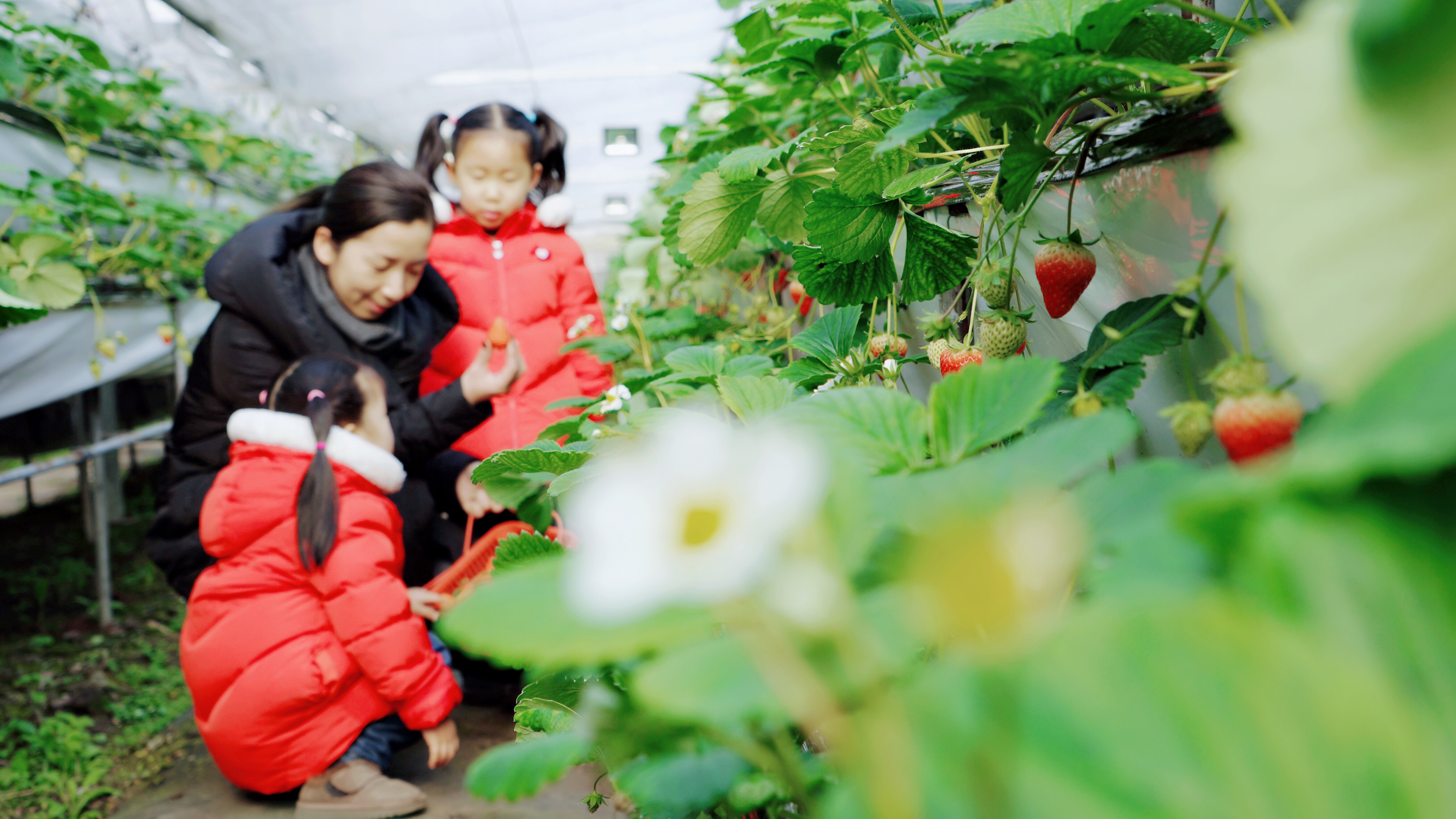 几百亩草莓采摘基地，无销售，不够卖，老板：绿色天然无公害