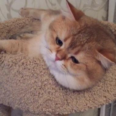 金渐层发情期走丢还会回家吗,10个月金渐层发情期要多长时间