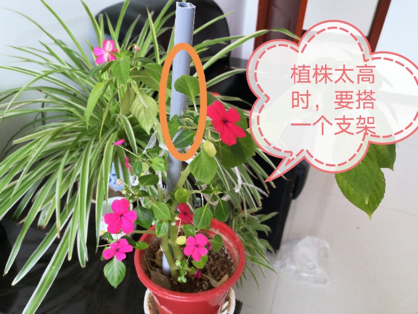 玻璃翠花怎么繁殖,玻璃翠怎么种植视频教程