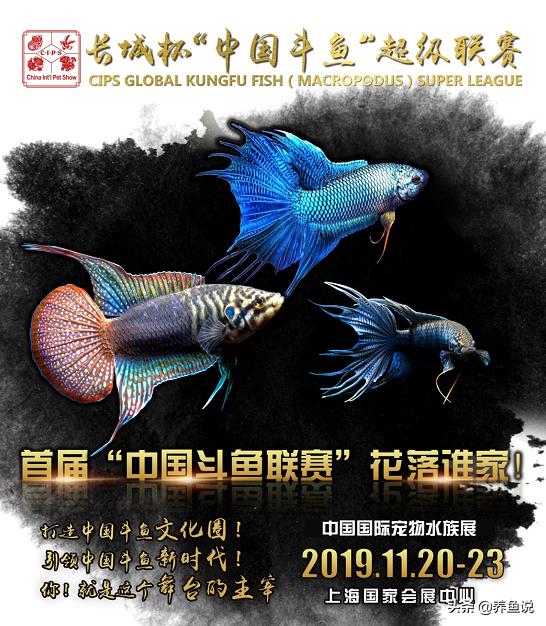 儿时池塘里的小鱼儿,如今已登上国内最大观赏鱼比赛舞台