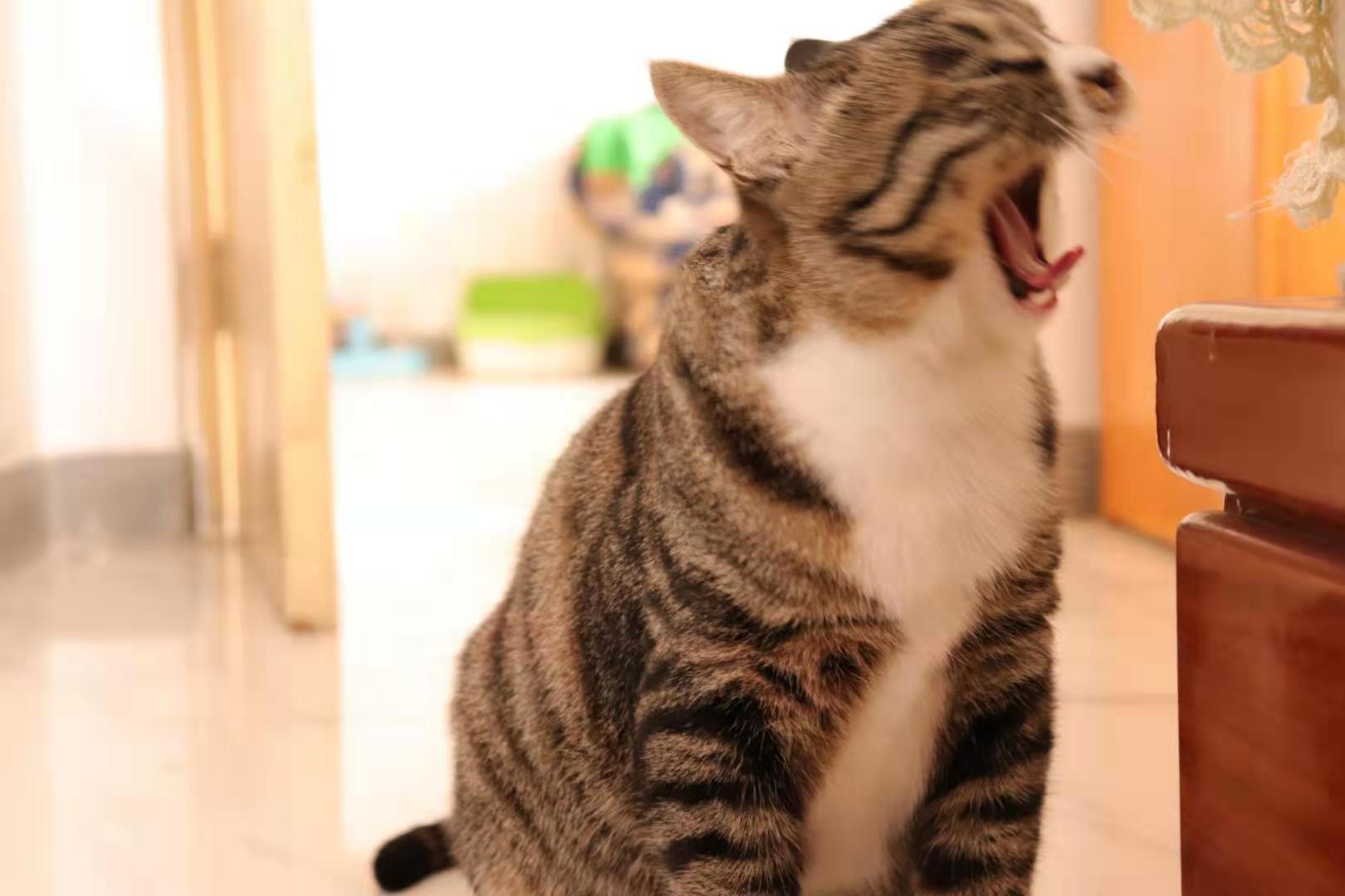 在北京不想继续合租了,不想合租但是整租又太贵石家庄