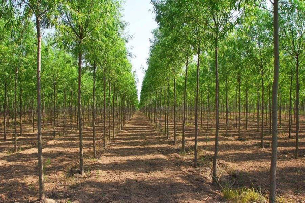 苗木的支撑方式有哪些,苗木特征怎么描述