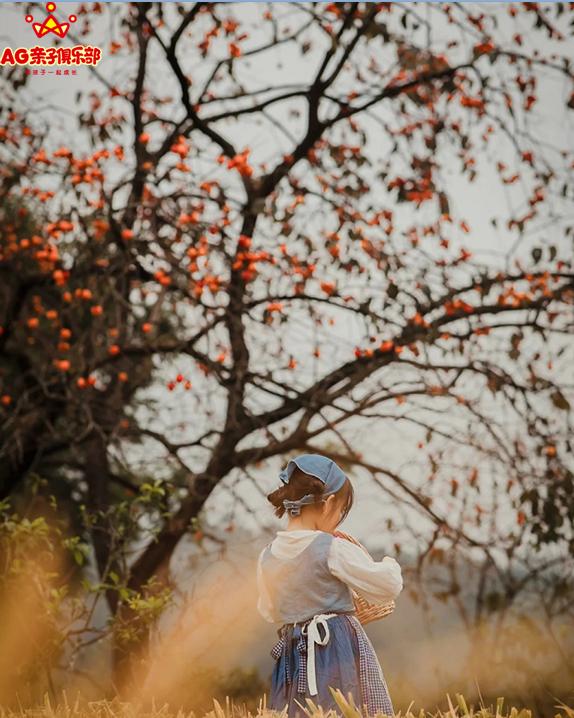 柿柿如意今秋造访最美柿子乡,金秋十月收获的季节柿柿如意