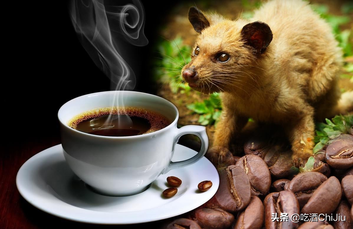 猫屎咖啡是世界上最昂贵的咖啡,比猫屎咖啡更贵的咖啡