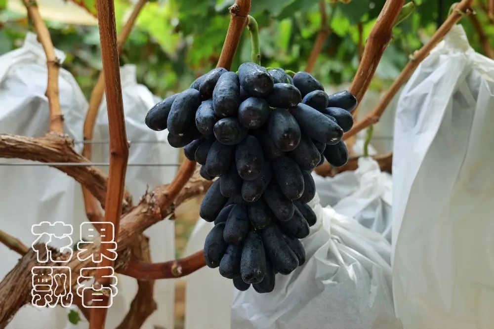 为什么大家都喜欢蹦迪,为什么喜欢跳坑