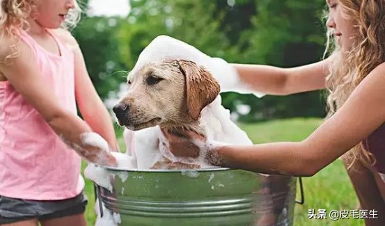 猫狗身上的癣传染人了怎么治,猫狗传染的皮肤病有哪些