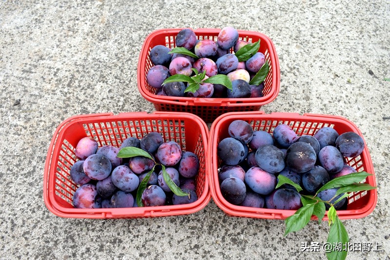 推荐的民宿采摘,浙江隐匿山野的民宿桃源仙境