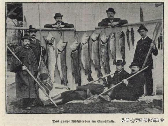 金日成爱吃的它,居然已经在国内绝迹?