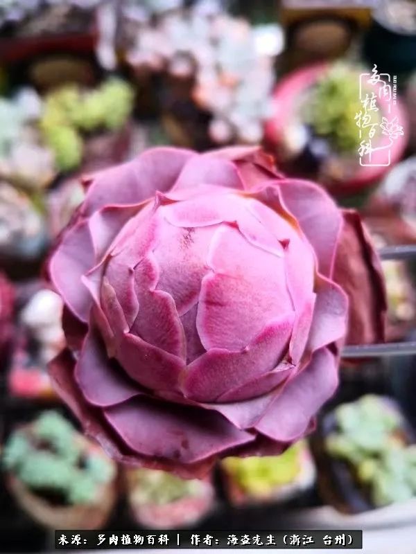 山地玫瑰养护顺口溜,山地玫瑰的养护种植注意事项视频