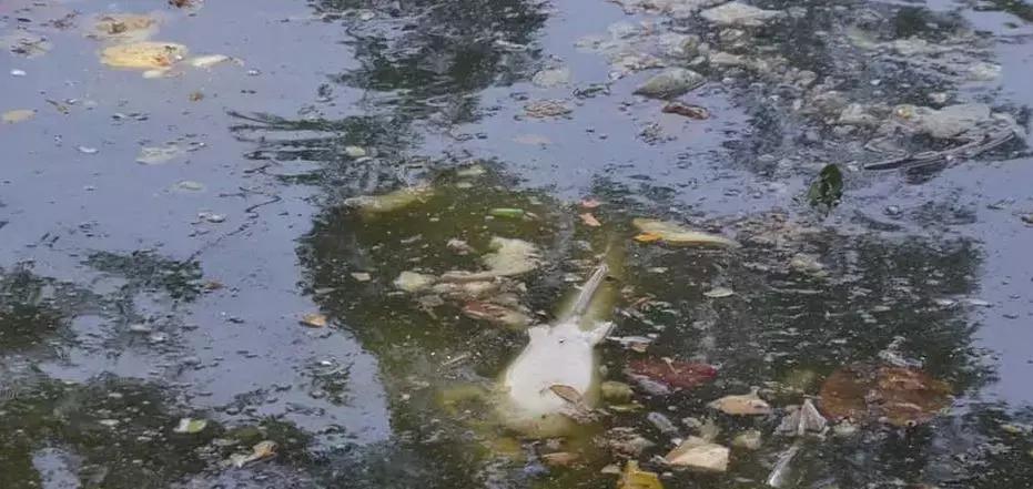 缅甸最高温突破47.2°C，仰光大金塔鱼池的鱼都被热死了