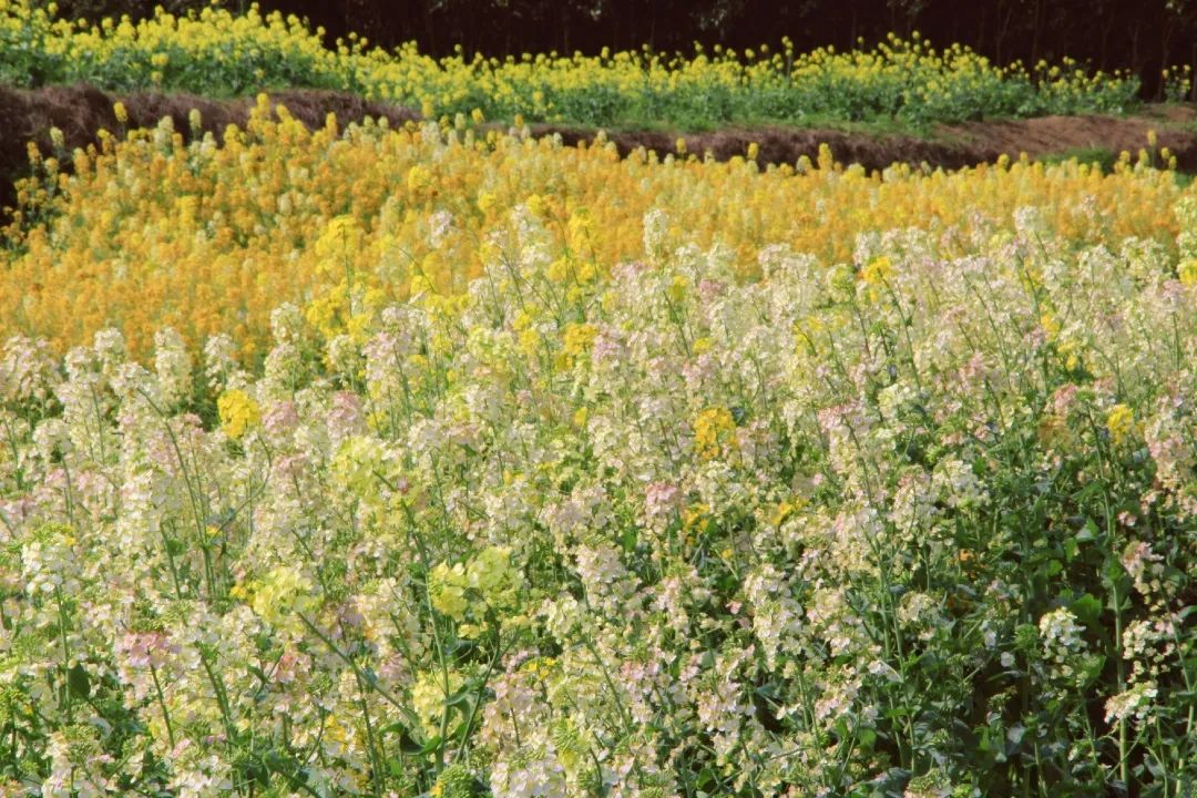 赏春图鉴丨赏花海、品清茶、尝美食...乌当百宜镇这条宝藏春游线路，就等你来打卡啦！