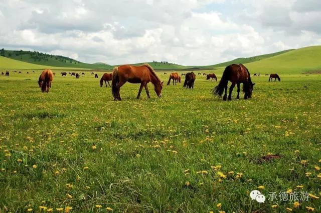 真实的坝上草原,河北坝上草原大汗行宫
