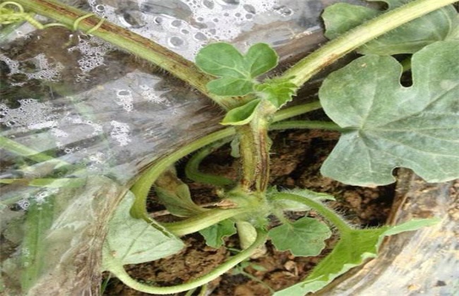 西瓜枯萎病根腐病怎么治,西瓜菌核病图片大全