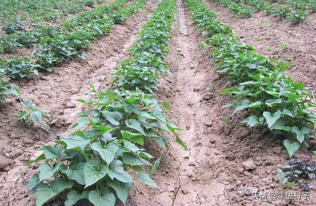 红薯怎样种出长条形,红薯怎么种植长藤