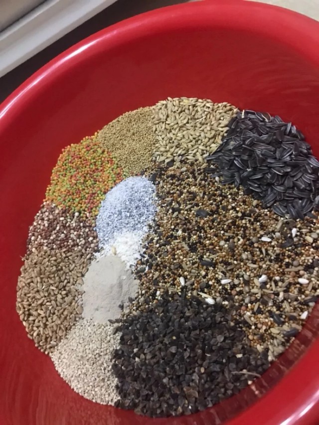 家养鹦鹉喂小米,鹦鹉怎么喂谷物好养