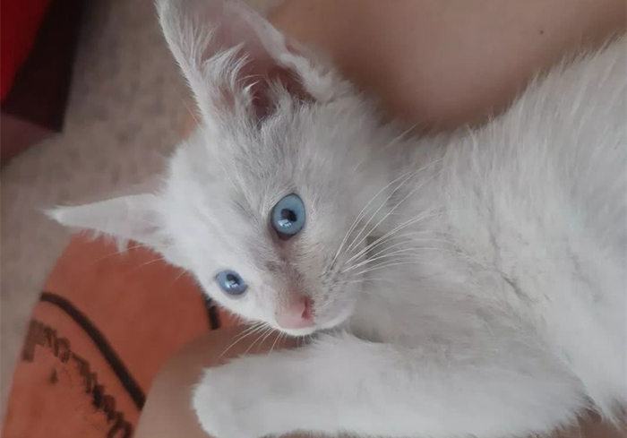 蓝眼白猫耳聋是什么原因,白猫蓝眼的猫咪都患病吗