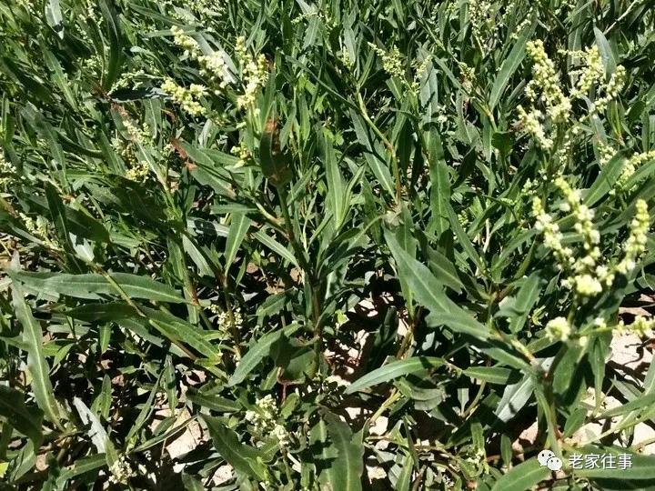 老家的印象和往事 (老家的印象介绍)