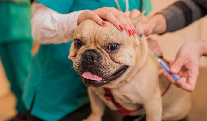 什么是犬黄疸,犬黄疸肝炎的症状及表现