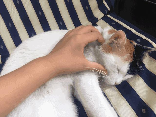 不是《武林秘籍》是《撸猫秘籍》,猫咪被撸时最爱的7个位置