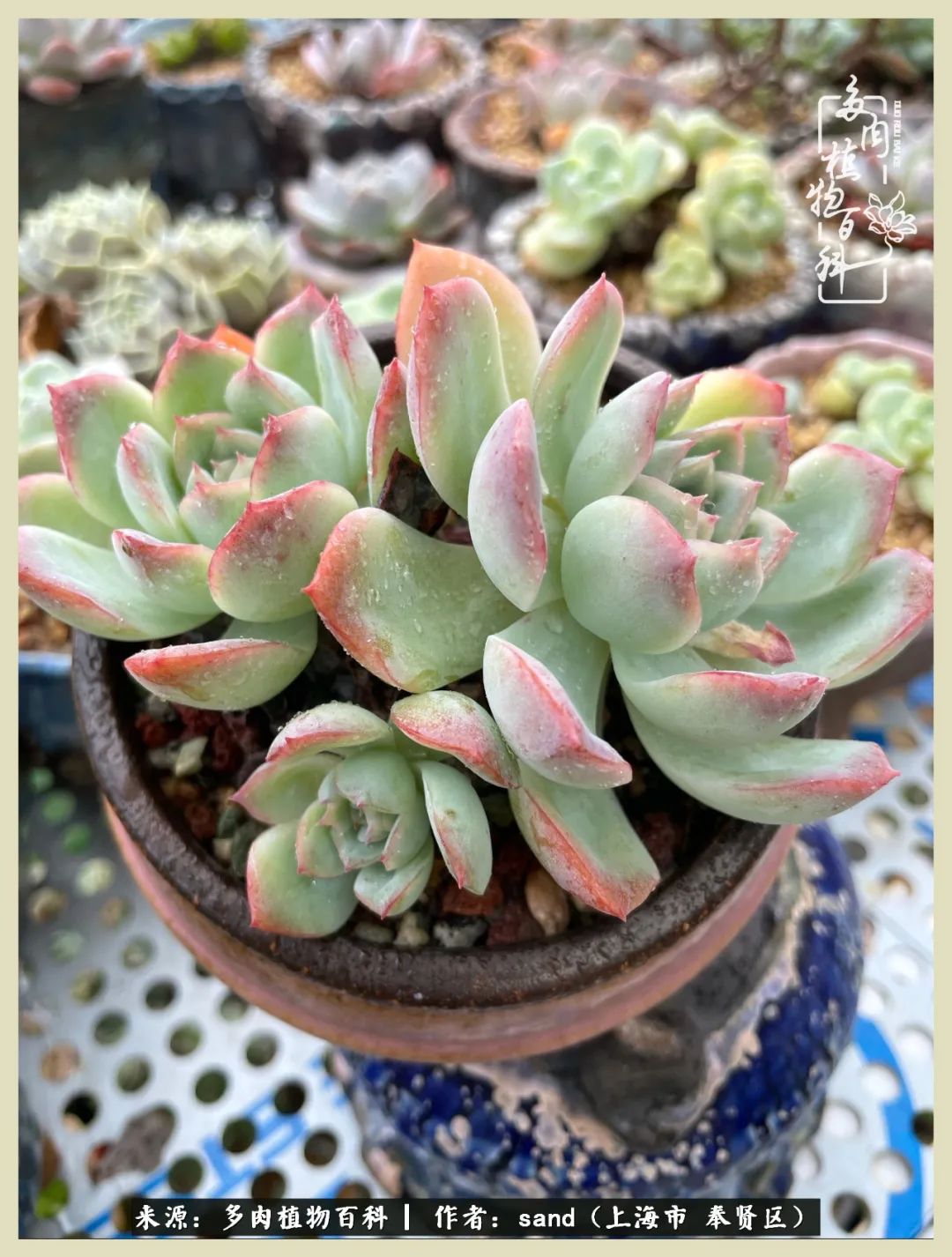 多肉垂落下去该怎么办,多肉在三伏天怎么度夏