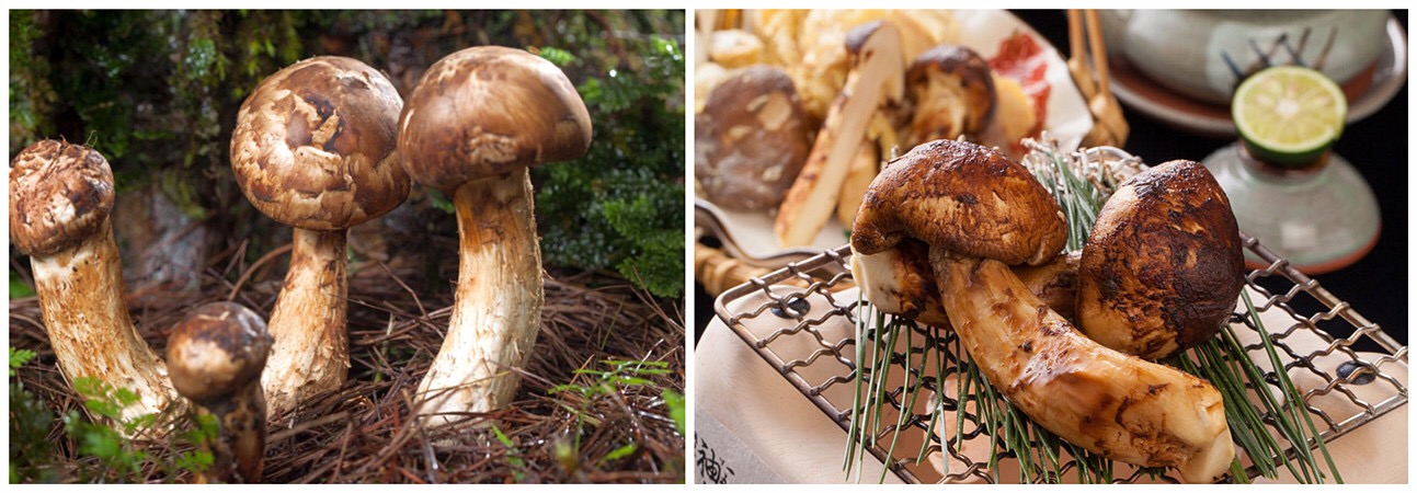 松茸和姬松茸区分,松茸与姬松茸鉴别