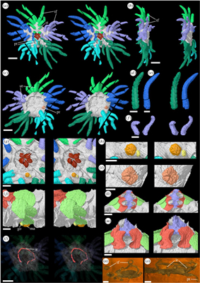海参快灭绝了吗,有哪些动物是人类导致快要灭绝的