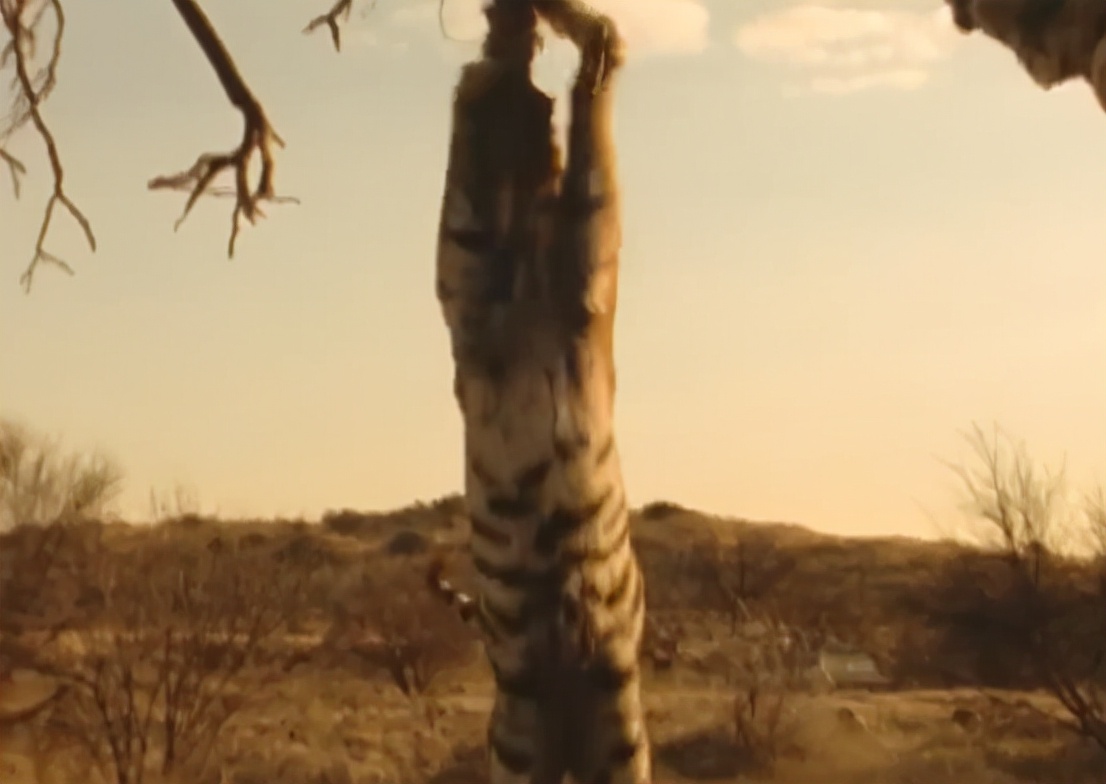 科学家把两头老虎运到非洲，这样的入侵，狮子还能保住地位吗？