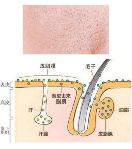 毛孔变大了怎么变成婴儿肌,细嫩婴儿肌从补水开始