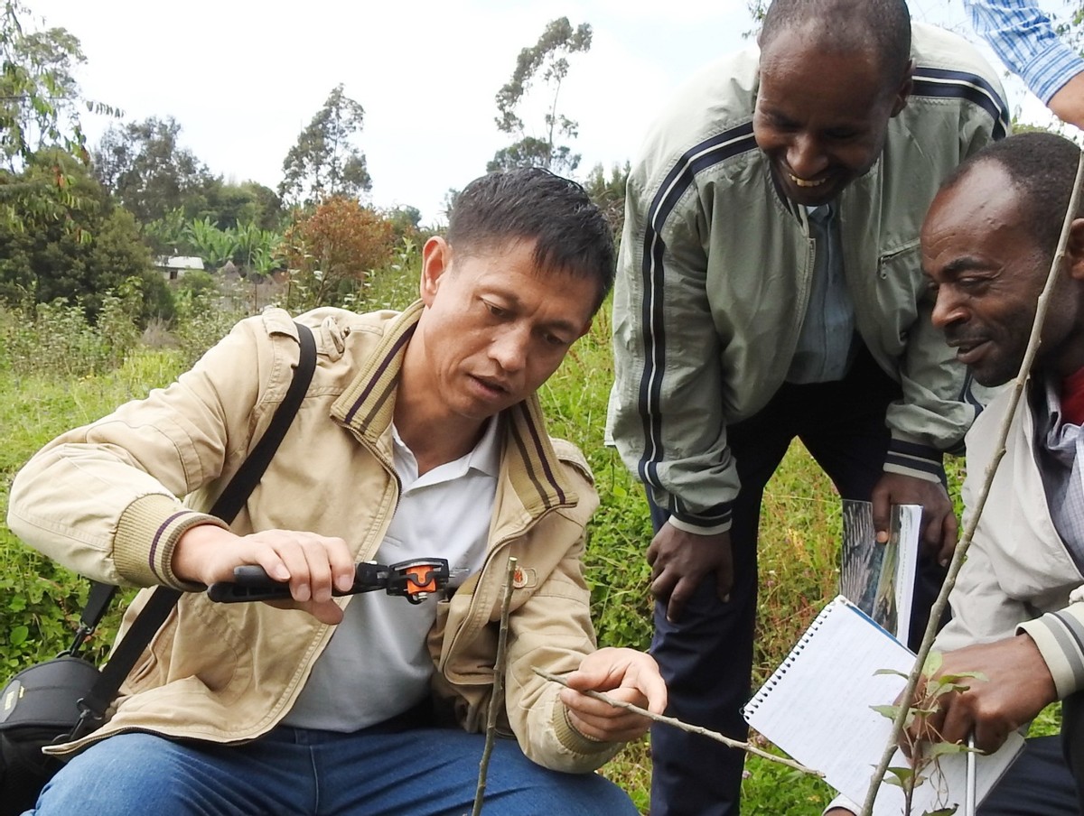 看那鲜果满枝头友谊如蜜甜悠悠——记中国援埃塞俄比亚第三期高级农业专家组组长谢俊华
