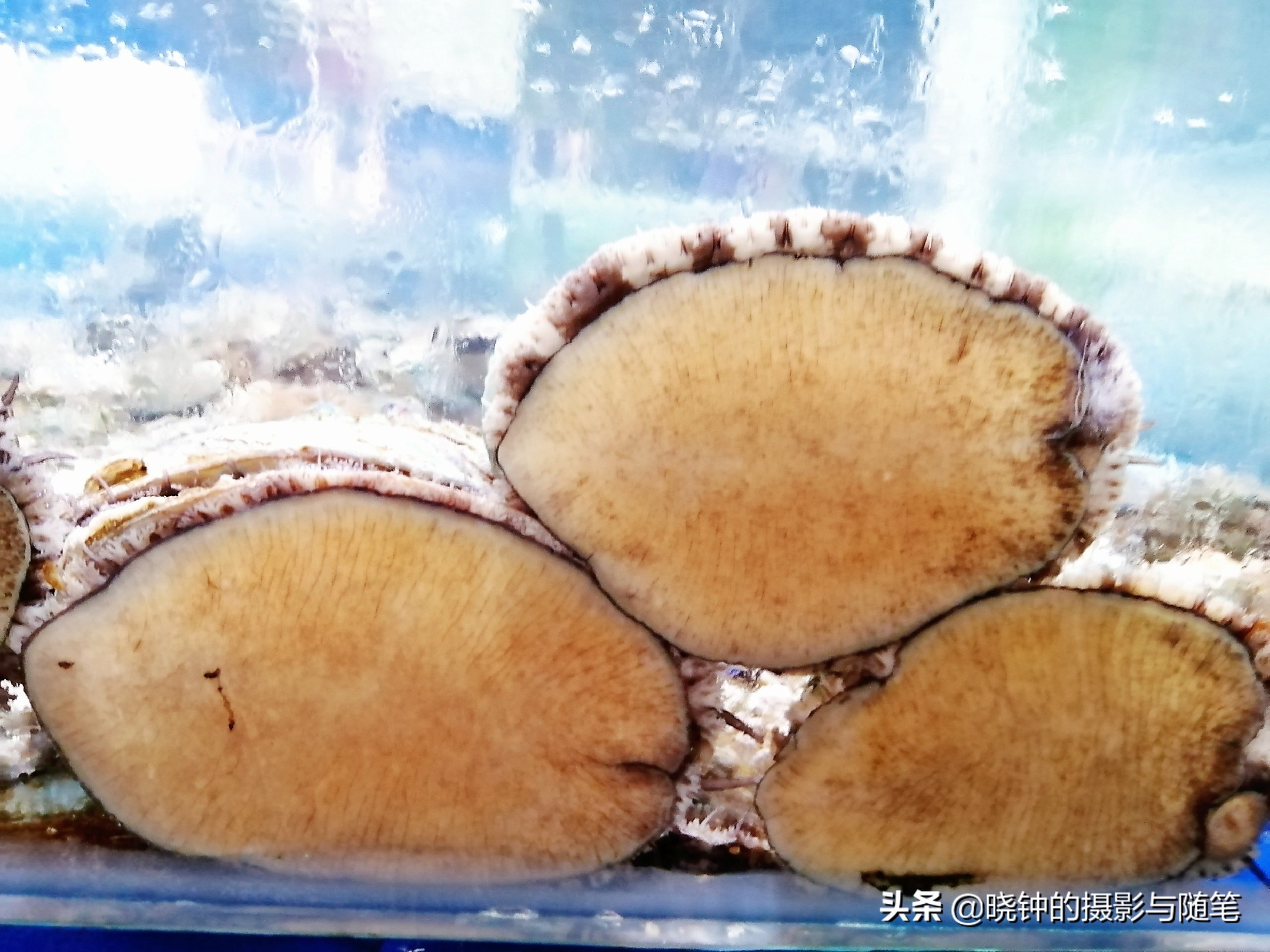 岘港哪里海鲜又便宜又好吃,去越南的海鲜哪个好