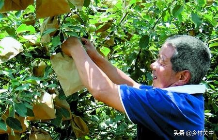 果子套袋最佳时间,套袋对果子有什么影响
