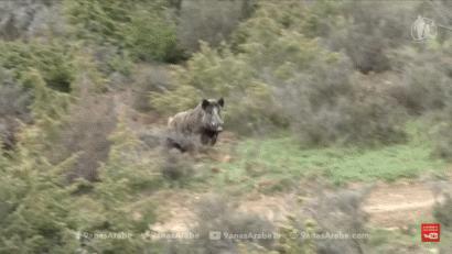 95式自动步枪被爆头危险的原因,95步枪连发打不了为什么