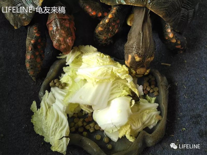 红腿陆龟如何家庭散养,广东红腿陆龟养殖方法