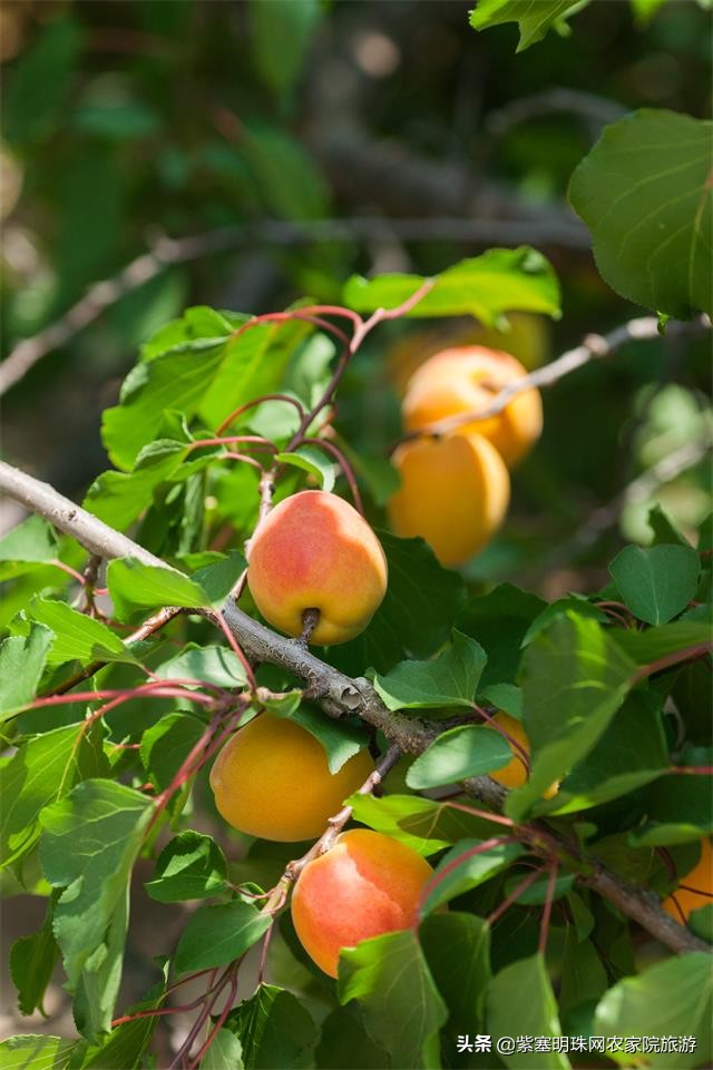 蓟县黄崖关长城夜游,蓟州黄崖关长城旅游攻略