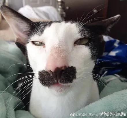 长得很潦草的一只猫,一只猫能有多潦草