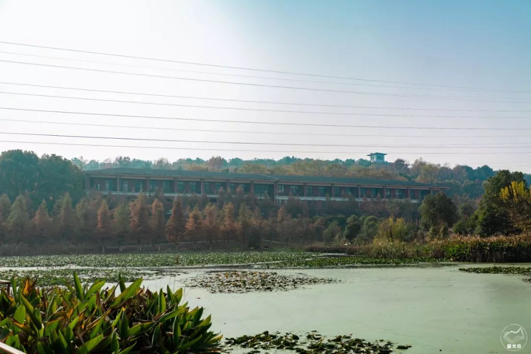 不输武大樱花，文华学院美“枫”了