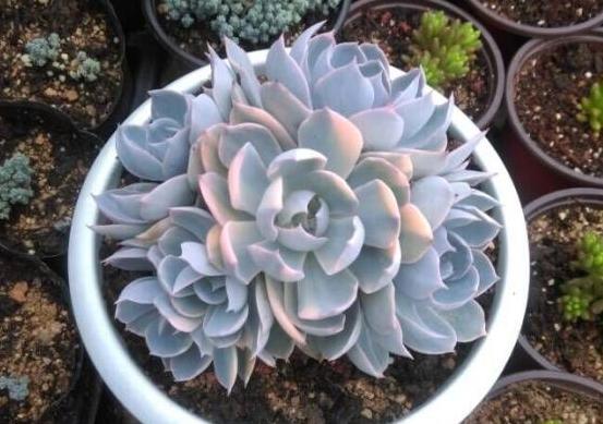 蓝石莲烂根后怎么处理,蓝石莲怎么养才能爆盆