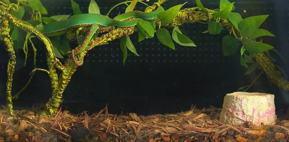 如何让观赏蛇类在人工环境下住得幸福