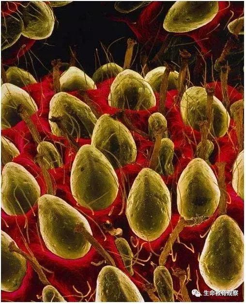 看完后，整个人都有点不对劲了（传播生物知识）