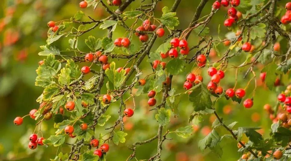 小红书糖丸,小红书最火抗糖推荐