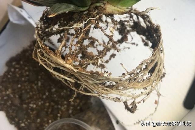 多肉玉露叶片中的杂土怎么处理,如何判断玉露的根系是否出了问题