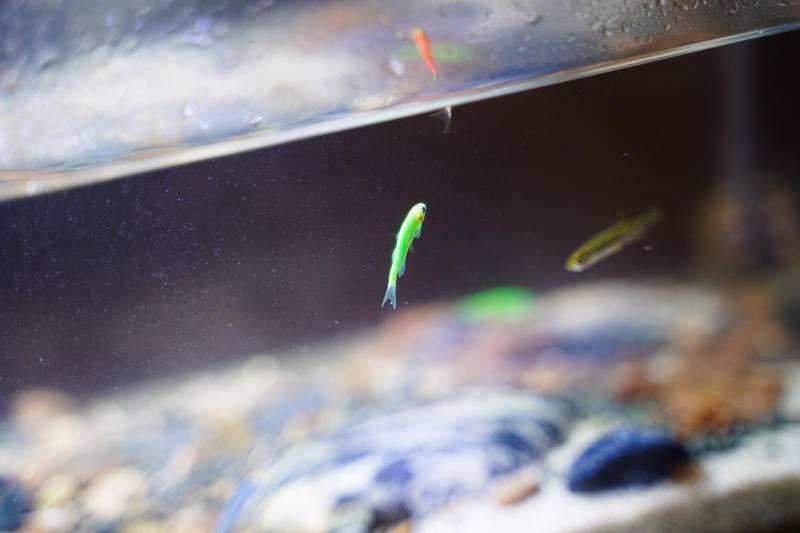 小佩起源纪鱼缸过滤怎么样,小佩起源纪鱼缸