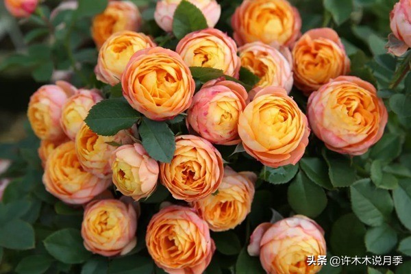 阳台最好养的月季品种推荐,四季开花最好养最好看的月季