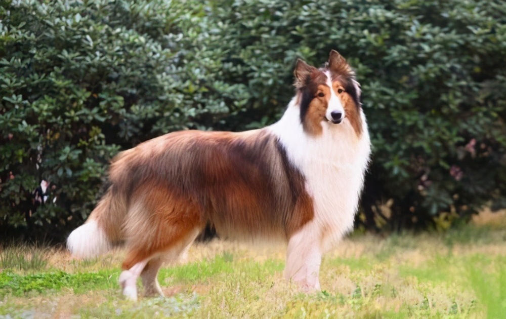 牧羊犬被哪些城市禁养了,大型牧羊犬禁止养吗