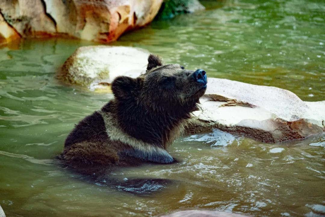 野生动物王国值不值得去,北方新开的动物王国