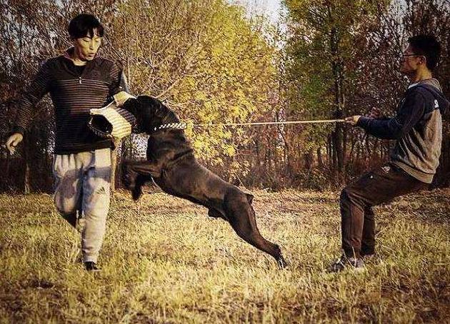 卡斯罗护卫犬有什么用,卡斯罗是三大护卫犬吗