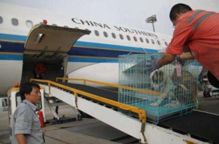 郑州到成都宠物托运,成都到重庆托运宠物多少钱