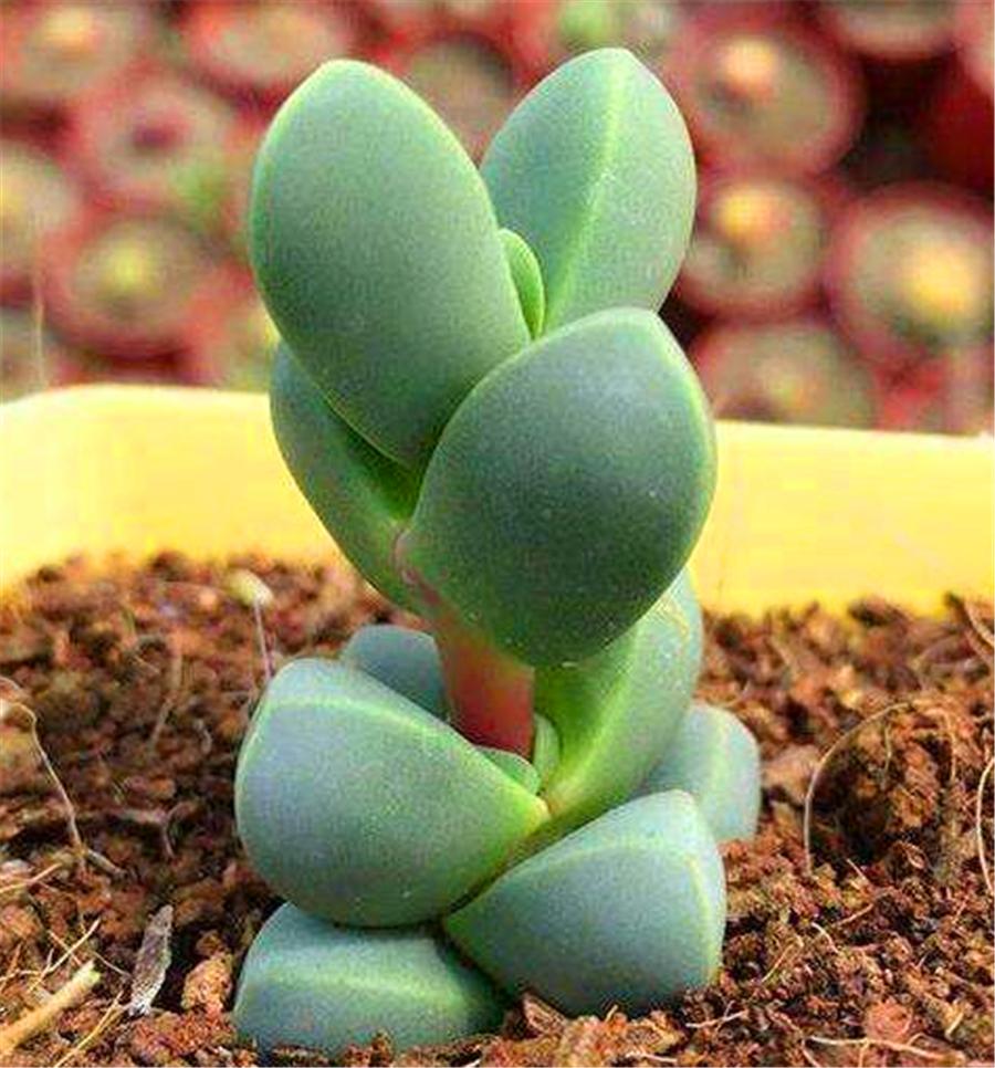 鹿角海棠不服盆干瘪发黄怎么办,鹿角海棠叶子发黄怎么办