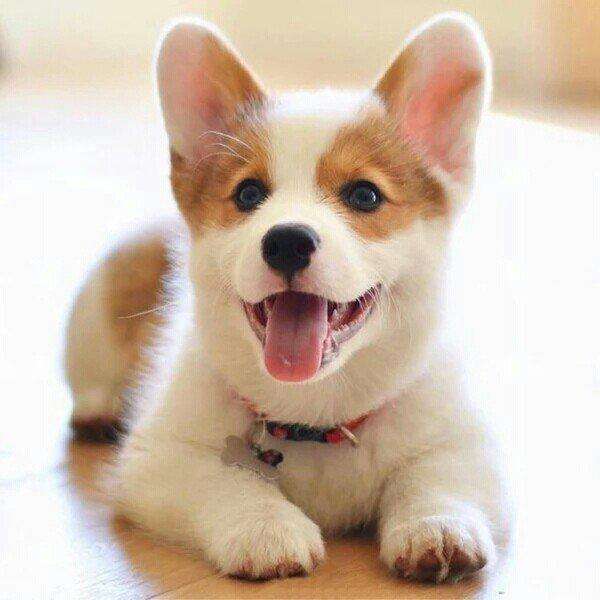 柯基犬的饲养方法有哪些注意事项,柯基犬养殖技巧和注意事项