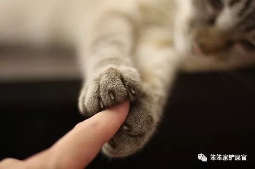 猫咪有没有细菌传染给小孩,猫咪病菌辟谣